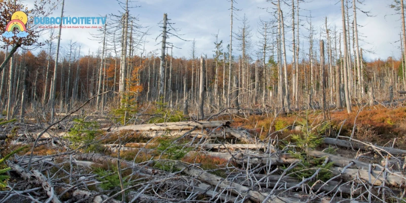 Phòng tránh mưa axit giúp bảo vệ sức khỏe, hệ sinh thái