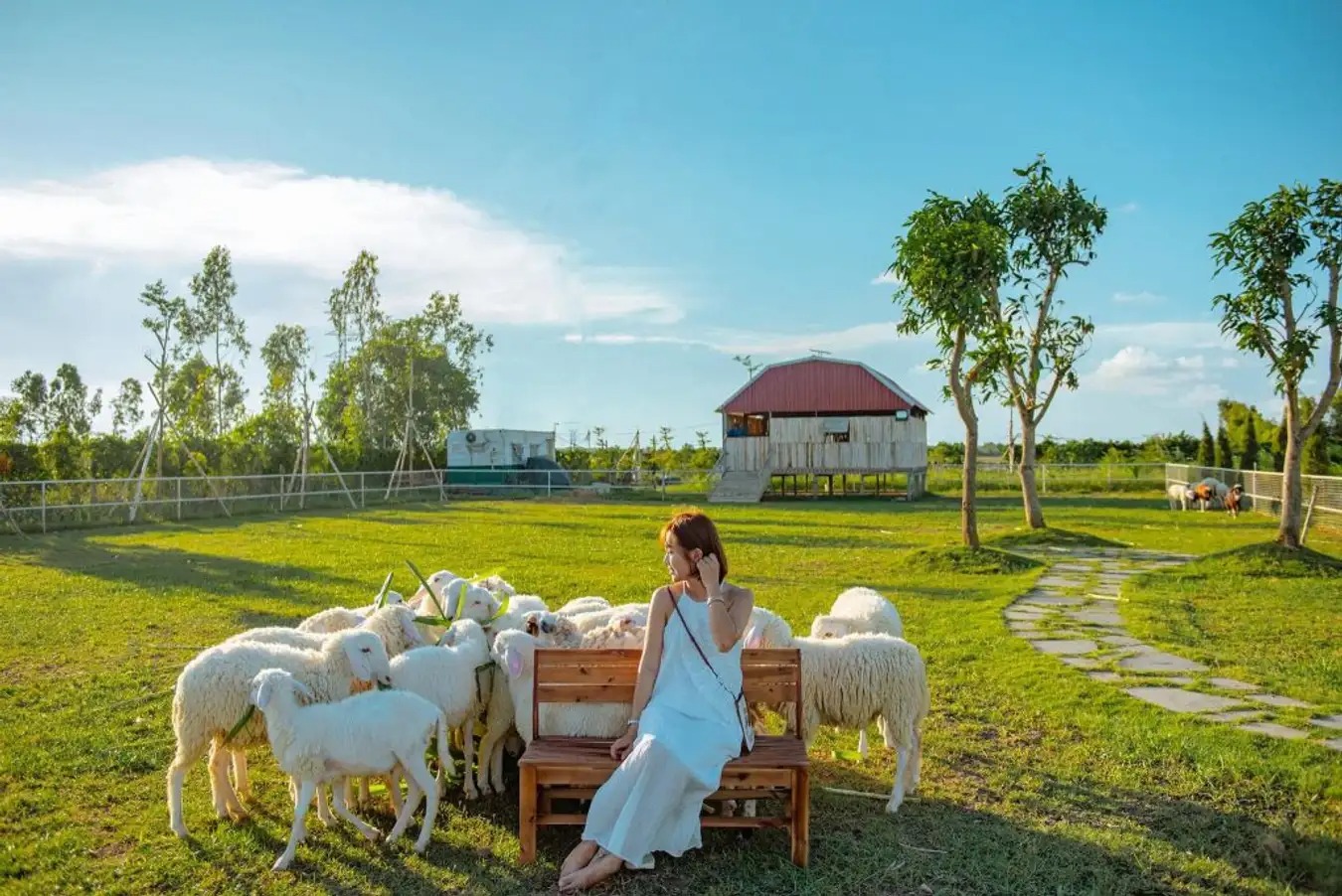 Không gian ngập nắng vàng tại trại cừu