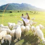 Khám phá Trại cừu Yên Thành: Thảo nguyên châu Âu tại Nghệ An