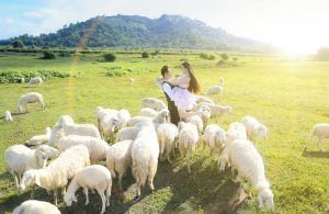 Khám phá Trại cừu Yên Thành: Thảo nguyên châu Âu tại Nghệ An