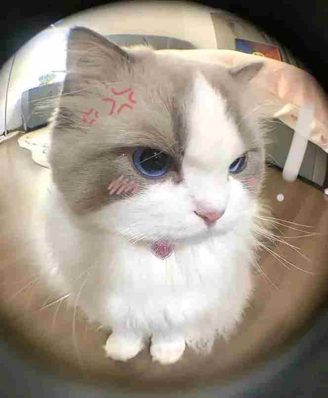 Ảnh Mèo Giận Cute 15