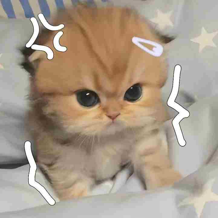 Ảnh Mèo Giận Cute 8
