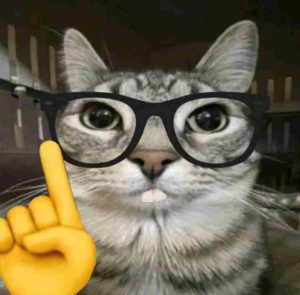199+ Mèo Meme Hài Hước Nhất – Cười Thả Ga Cùng Vũ Trụ Mèo