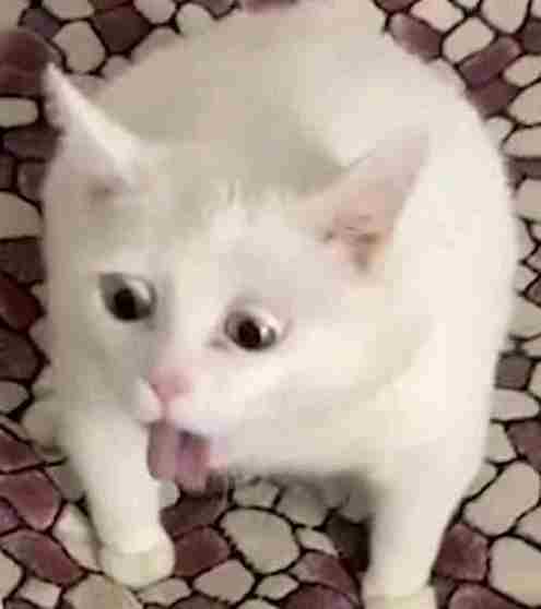 Mèo meme 10