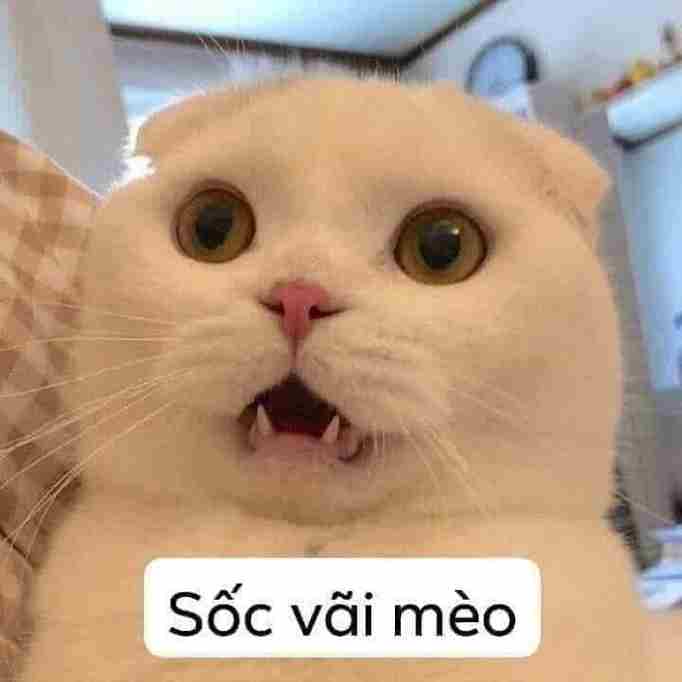 Mèo meme 11