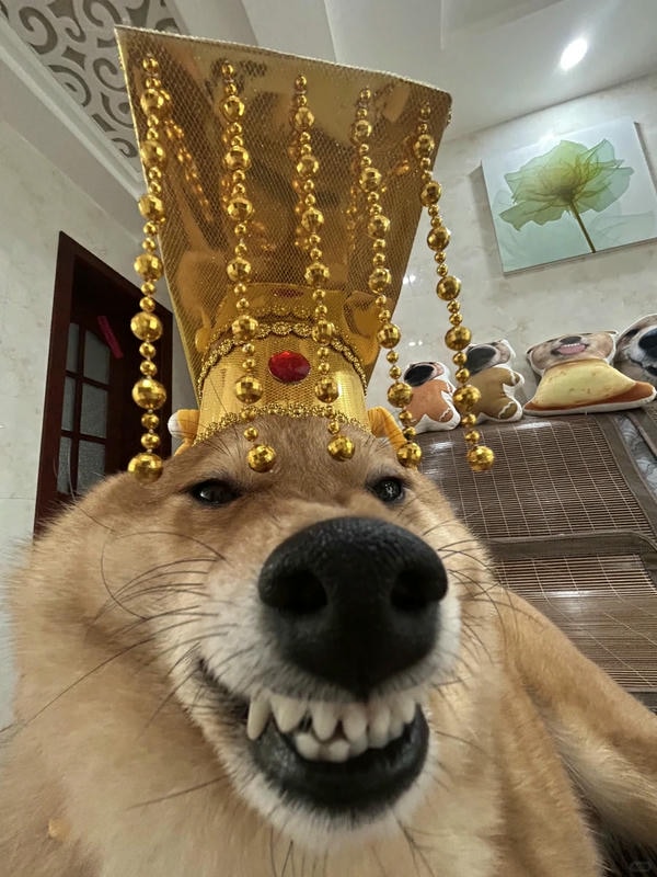 ảnh chó cười hài 23