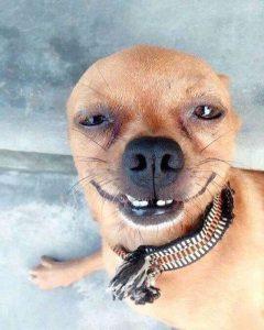 Hơn 199 Ảnh Chó Meme Biểu Cảm Độc Đáo, Khiến Bạn Cười Không Ngớt