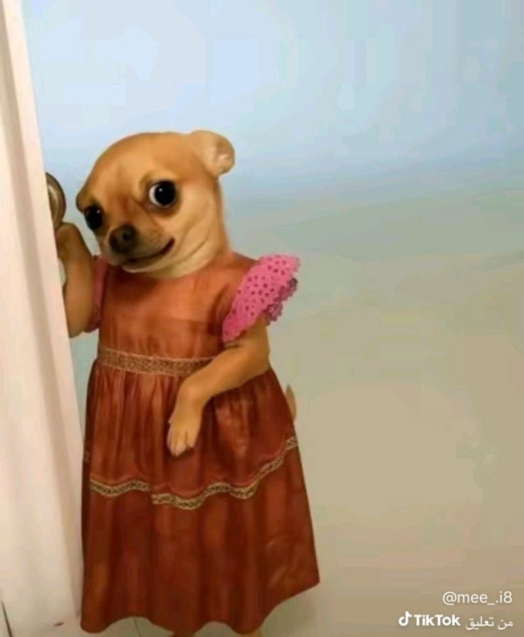 Ảnh chó meme 18