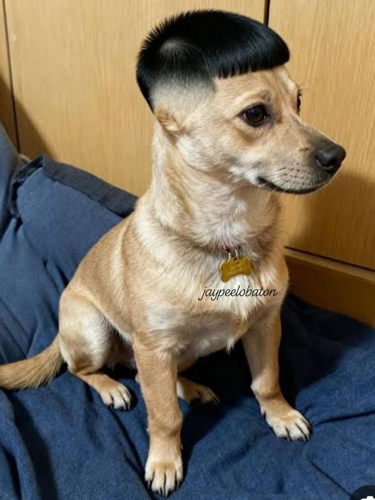 Ảnh chó meme 4