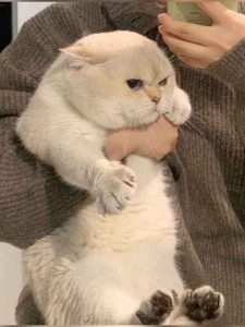 999+ Ảnh Cute Mèo Ngộ Nghĩnh: Thế Giới Mèo Dễ Thương Không Tưởng