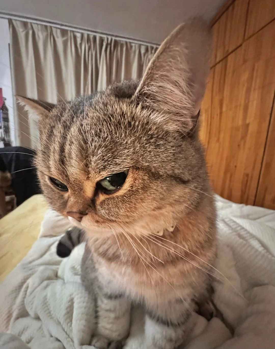 Ảnh Cute Mèo 10