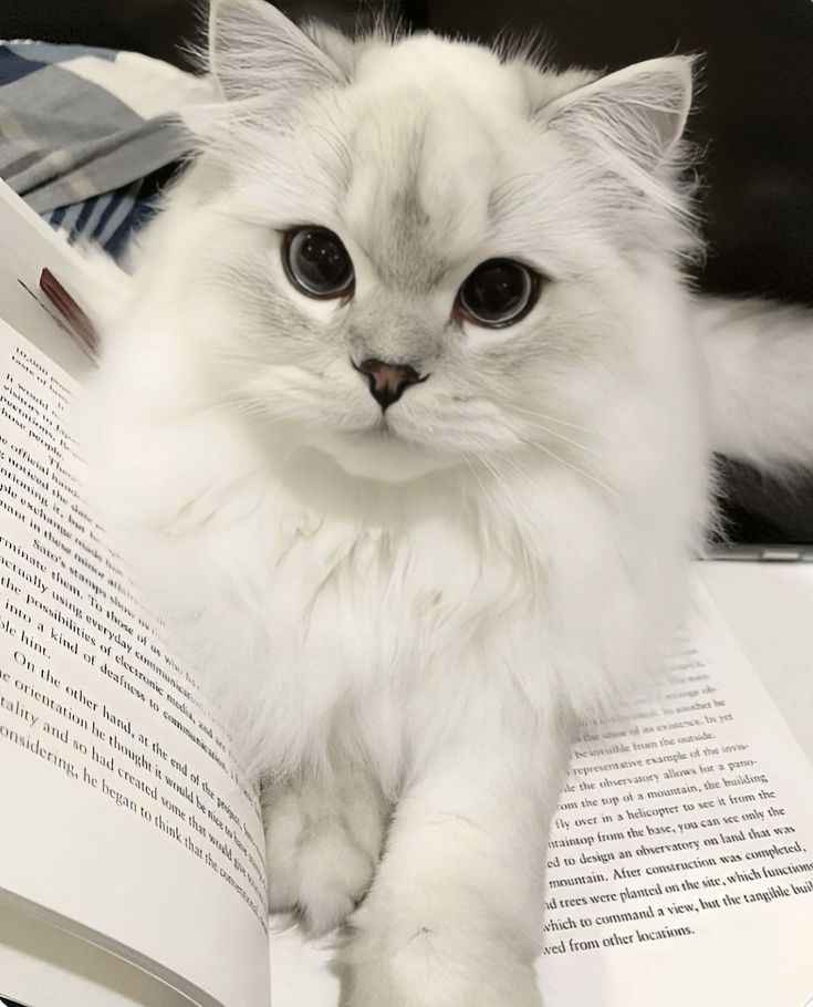 Ảnh Cute Mèo 12
