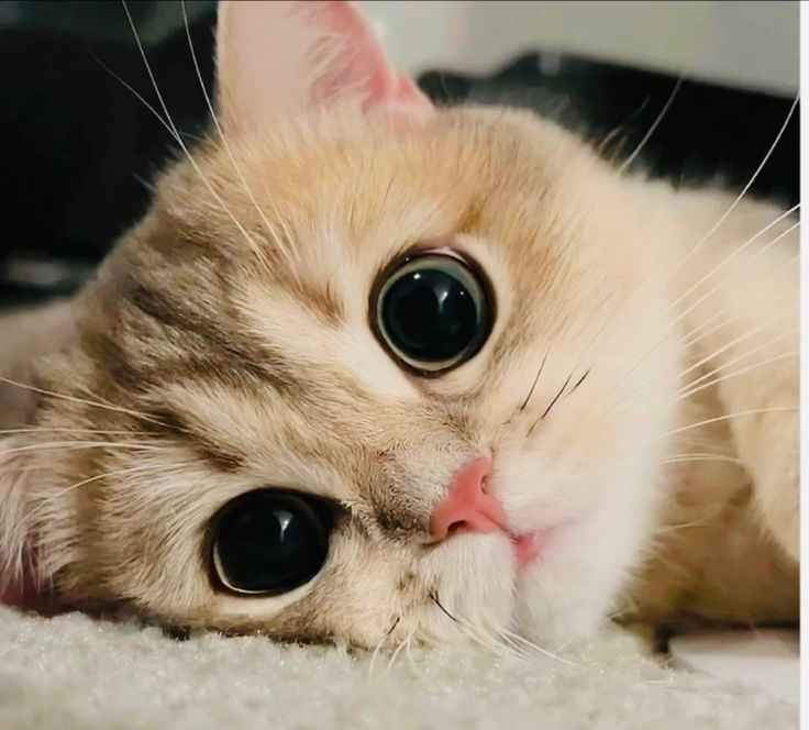 Ảnh Cute Mèo 13