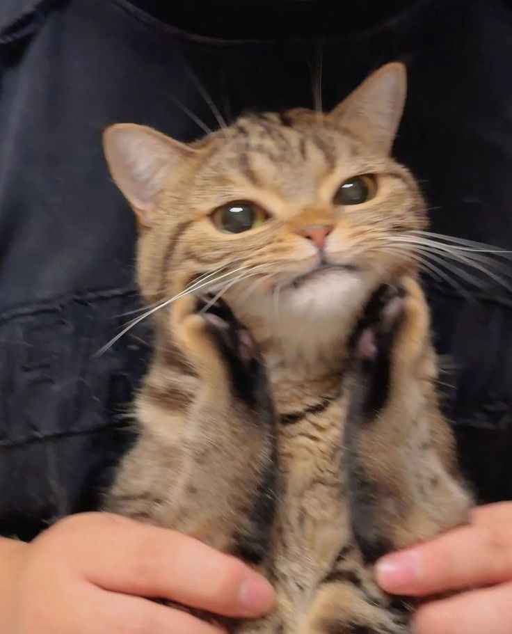 Ảnh Cute Mèo 2
