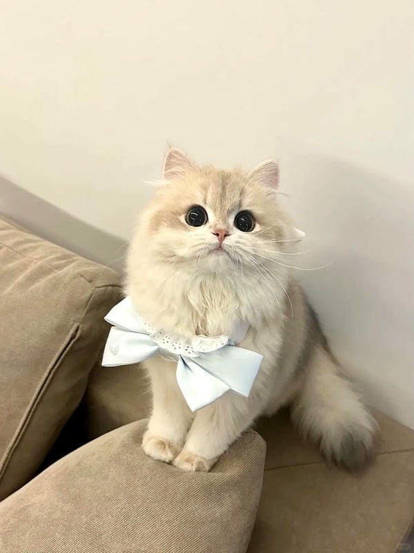 cute mèo 21