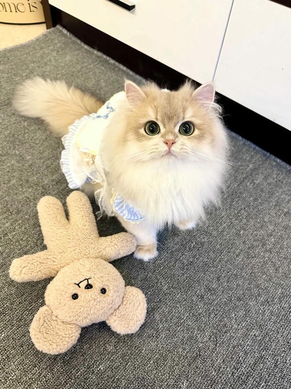cute mèo 22