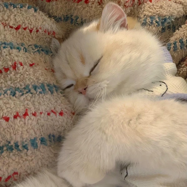 cute mèo 25