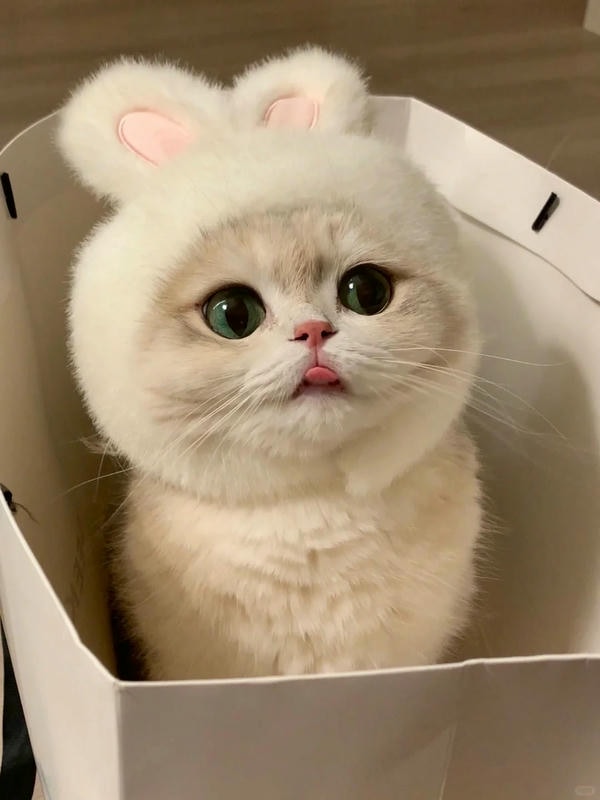 cute mèo 26