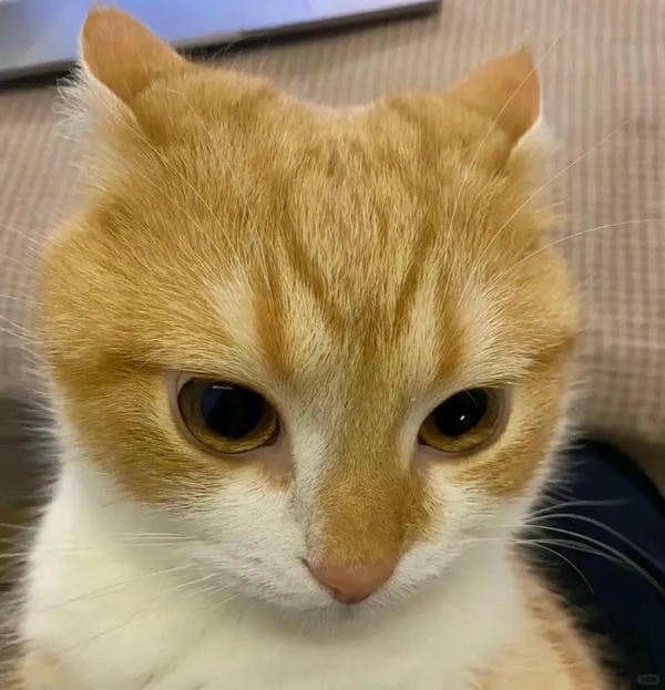 cute mèo 29
