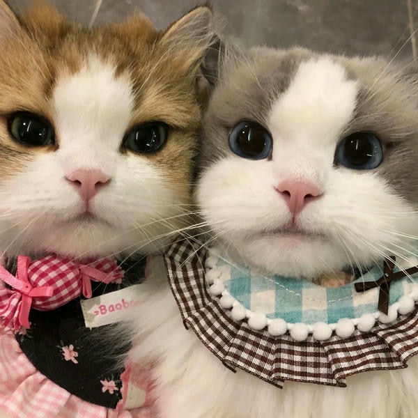 cute mèo 30