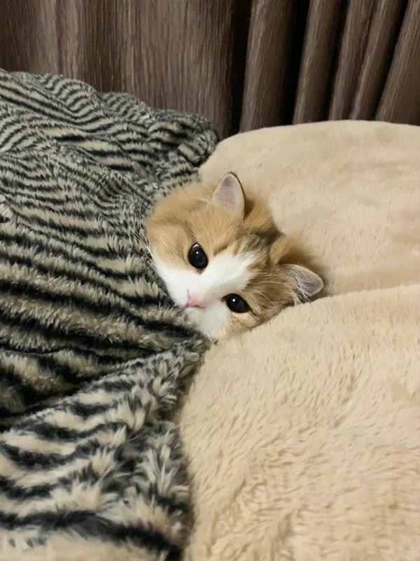 cute mèo 35