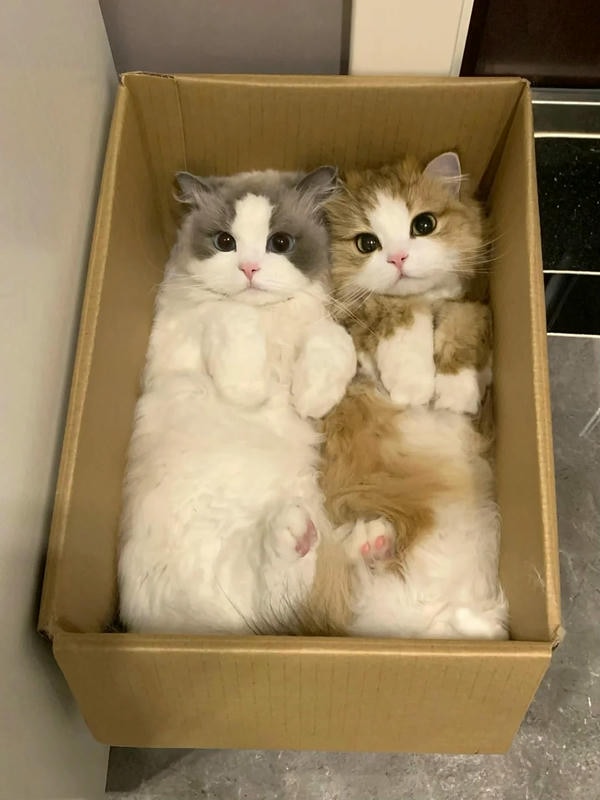 cute mèo 36