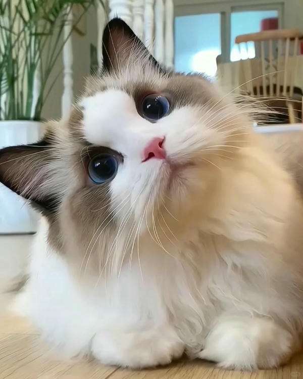 cute mèo 38