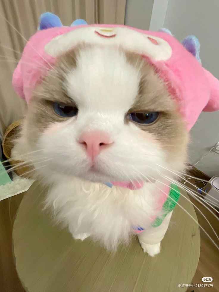 Ảnh Cute Mèo 4