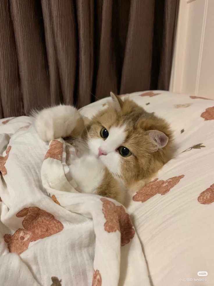 Ảnh Cute Mèo 7