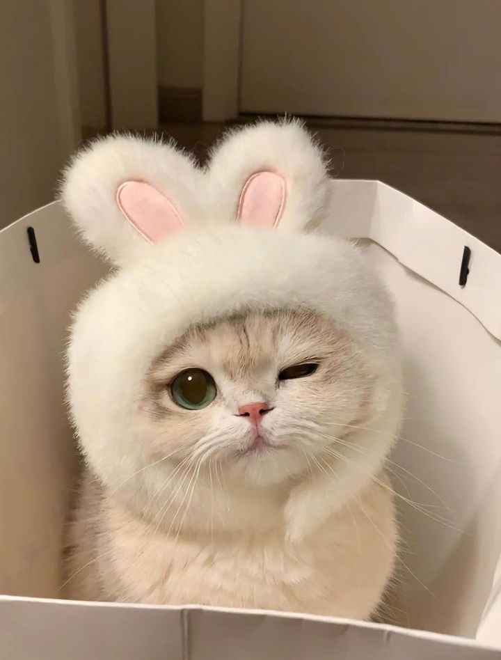 Ảnh Cute Mèo 8