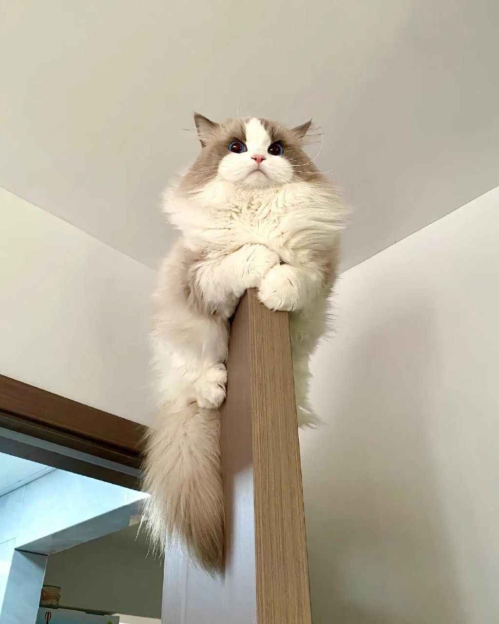 Ảnh Cute Mèo 9