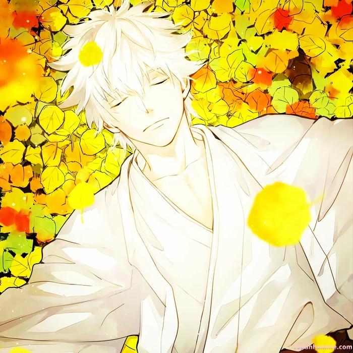 Mẫu ảnh Gintoki Sakata 28