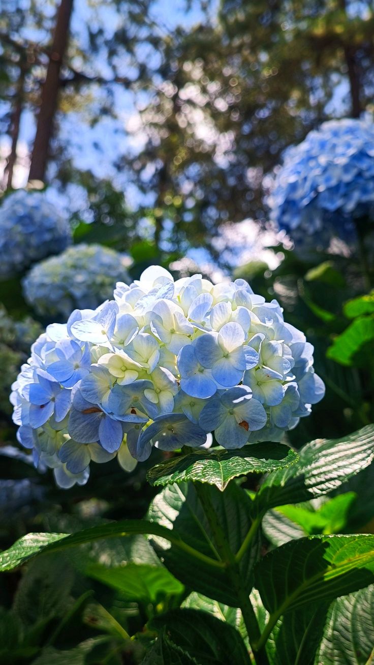 Ảnh Hoa 17