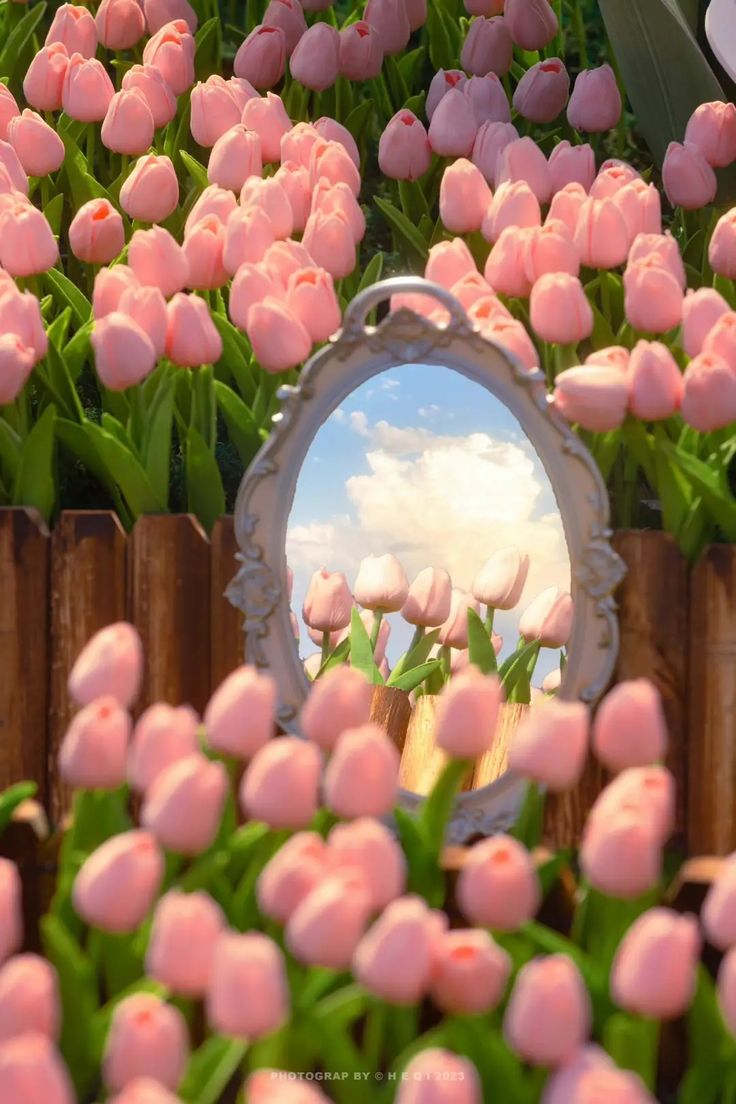 Ảnh Hoa Tulip 7