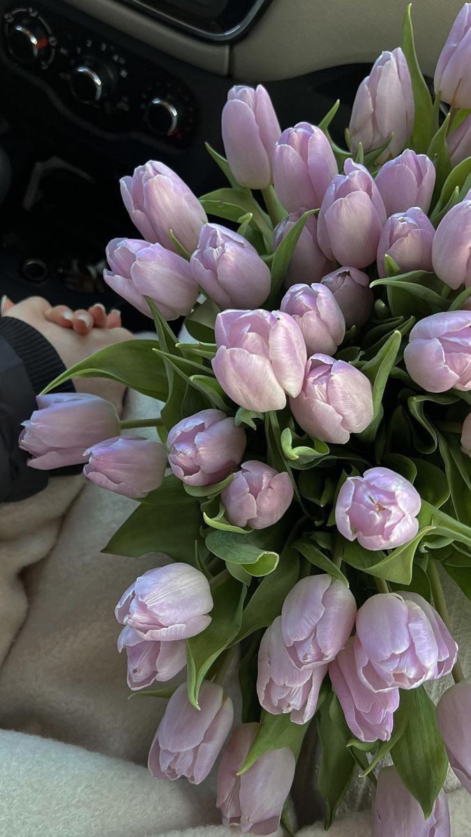 Ảnh Hoa Tulip 6