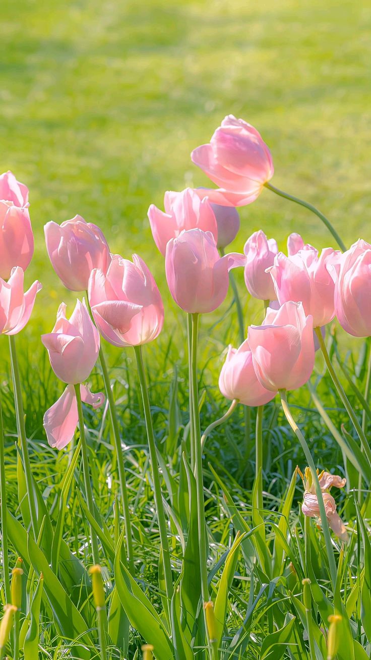 Ảnh Hoa Tulip 8