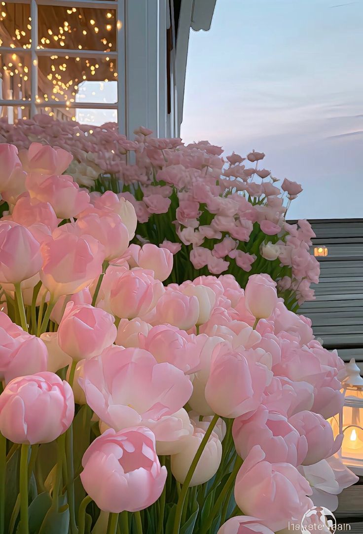 Ảnh Hoa Tulip 16