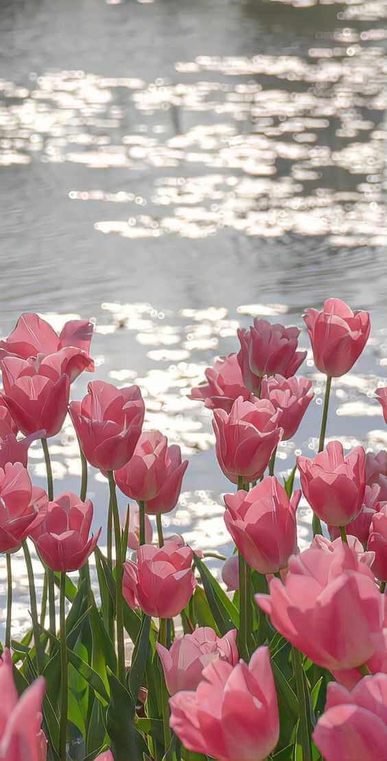 Ảnh Hoa Tulip 17