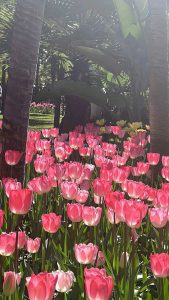 189+ Ảnh Hoa Tulip Đẹp Tinh Tế: Biểu Tượng Thanh Lịch Cho Mọi Không Gian
