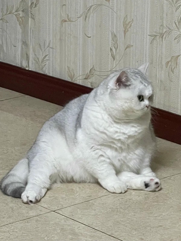 ảnh mèo béo 34