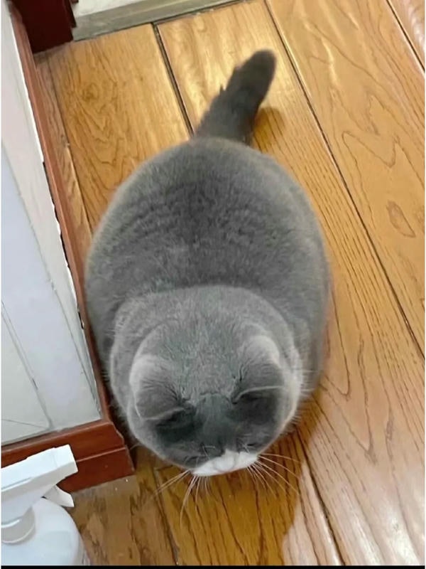 ảnh mèo béo 6