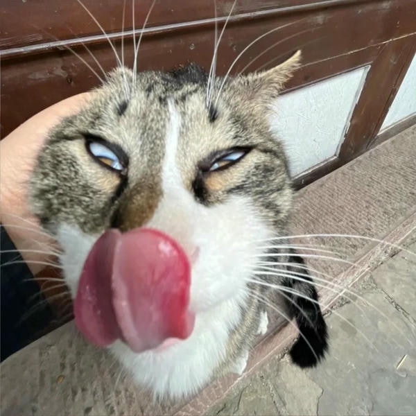 ảnh mèo bựa 8