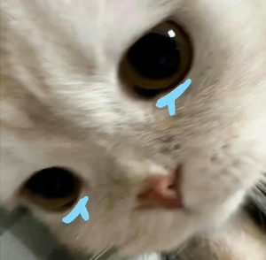 Tổng hợp 179+ ảnh mèo buồn cute, lay động trái tim bạn