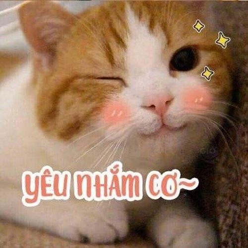 Ảnh Mèo Cute 10