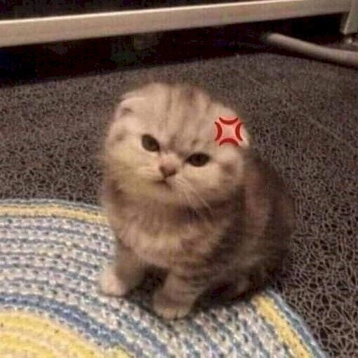 Ảnh Mèo Cute 11