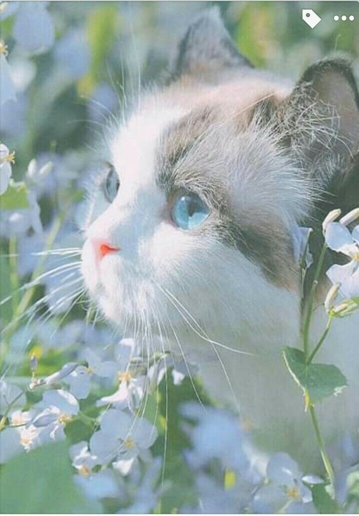 Ảnh Mèo Cute 12