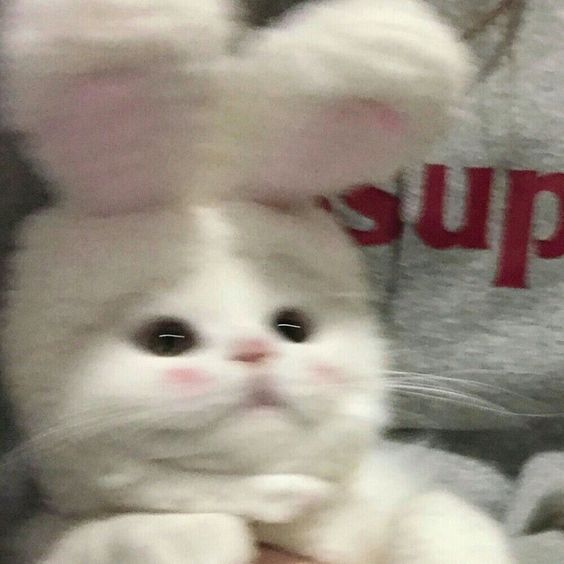 Ảnh Mèo Cute 16