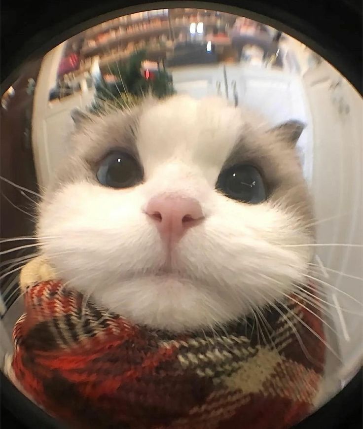 Ảnh Mèo Cute 18