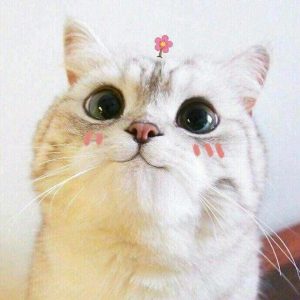 199+ Ảnh Mèo Cute Đốn Tim, Thiên Đường Cho Người Yêu Mèo