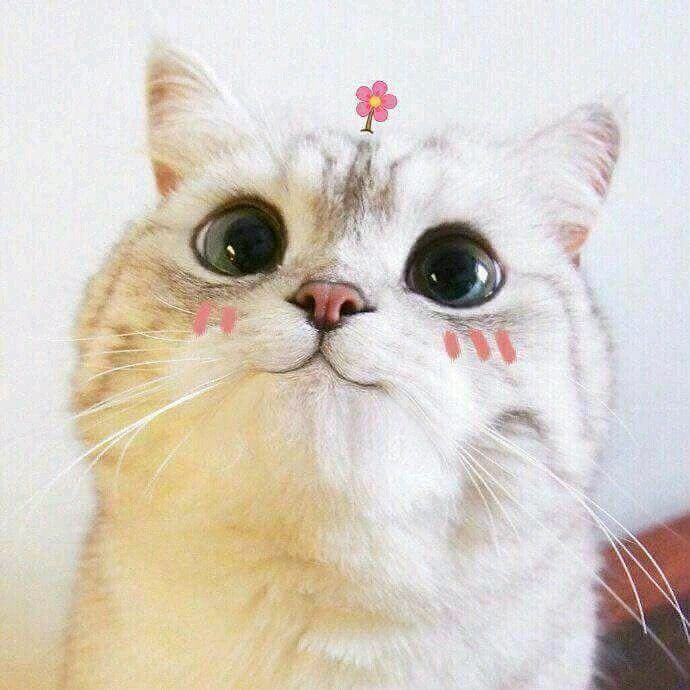 Ảnh Mèo Cute 1